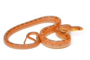 Pantherophis (Elaphe) obsoletus rossalleni